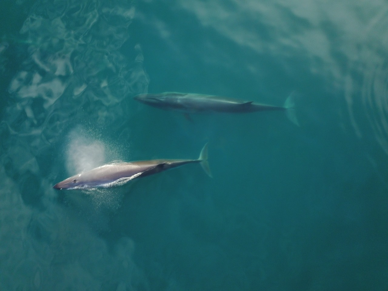 Ballena. Foto: Rewilding Argentina.