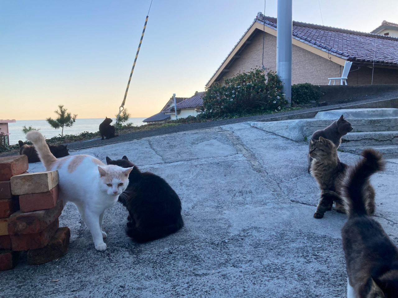 Tashirojima, Japón. Foto: Twitter.