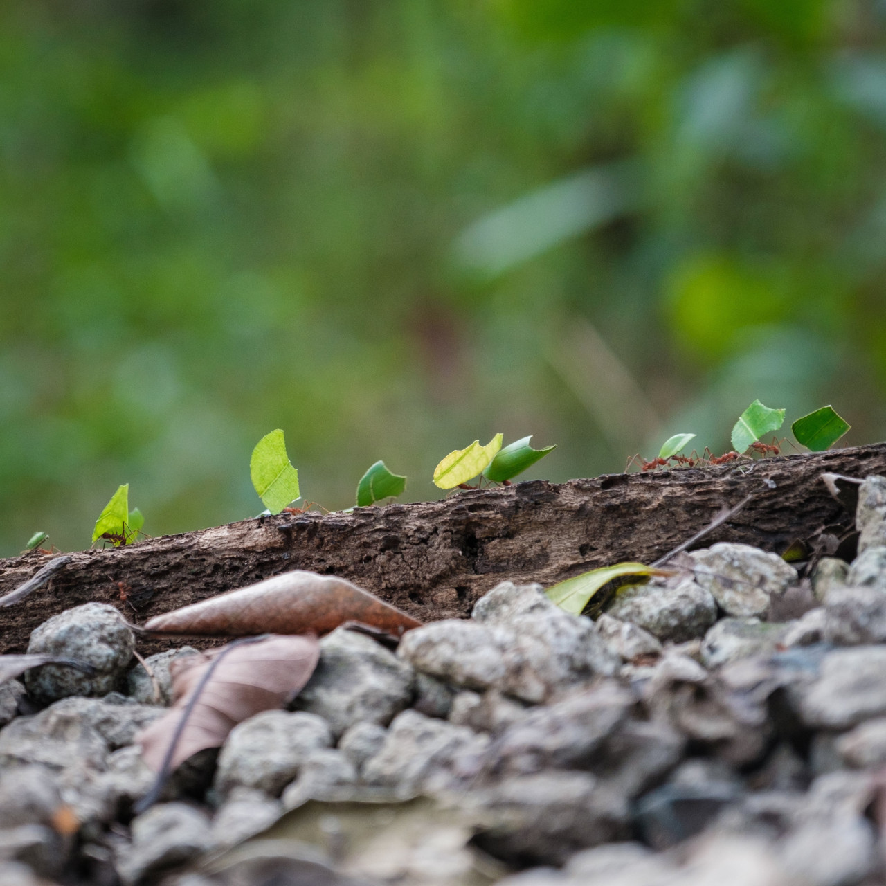 Hormigas invasoras. Foto: Unsplash