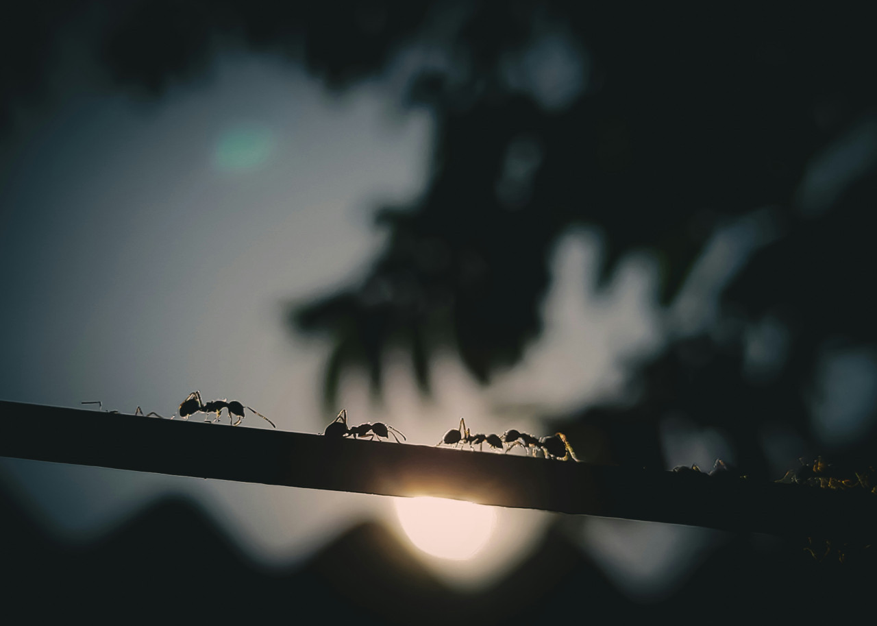 Hormigas invasoras. Foto: Unsplash