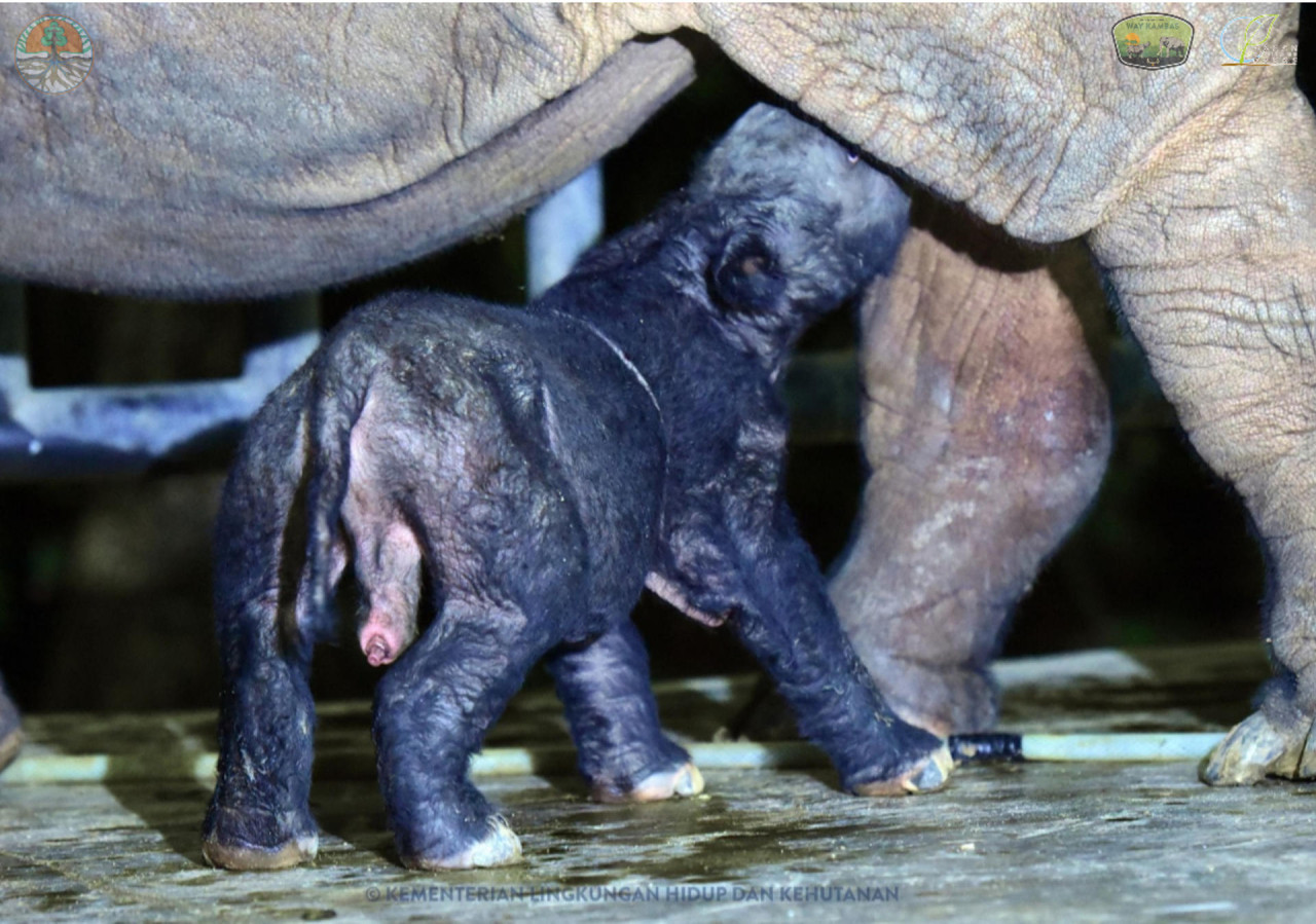 Nace un rinoceronte de Sumatra, especie amenazada. EFE