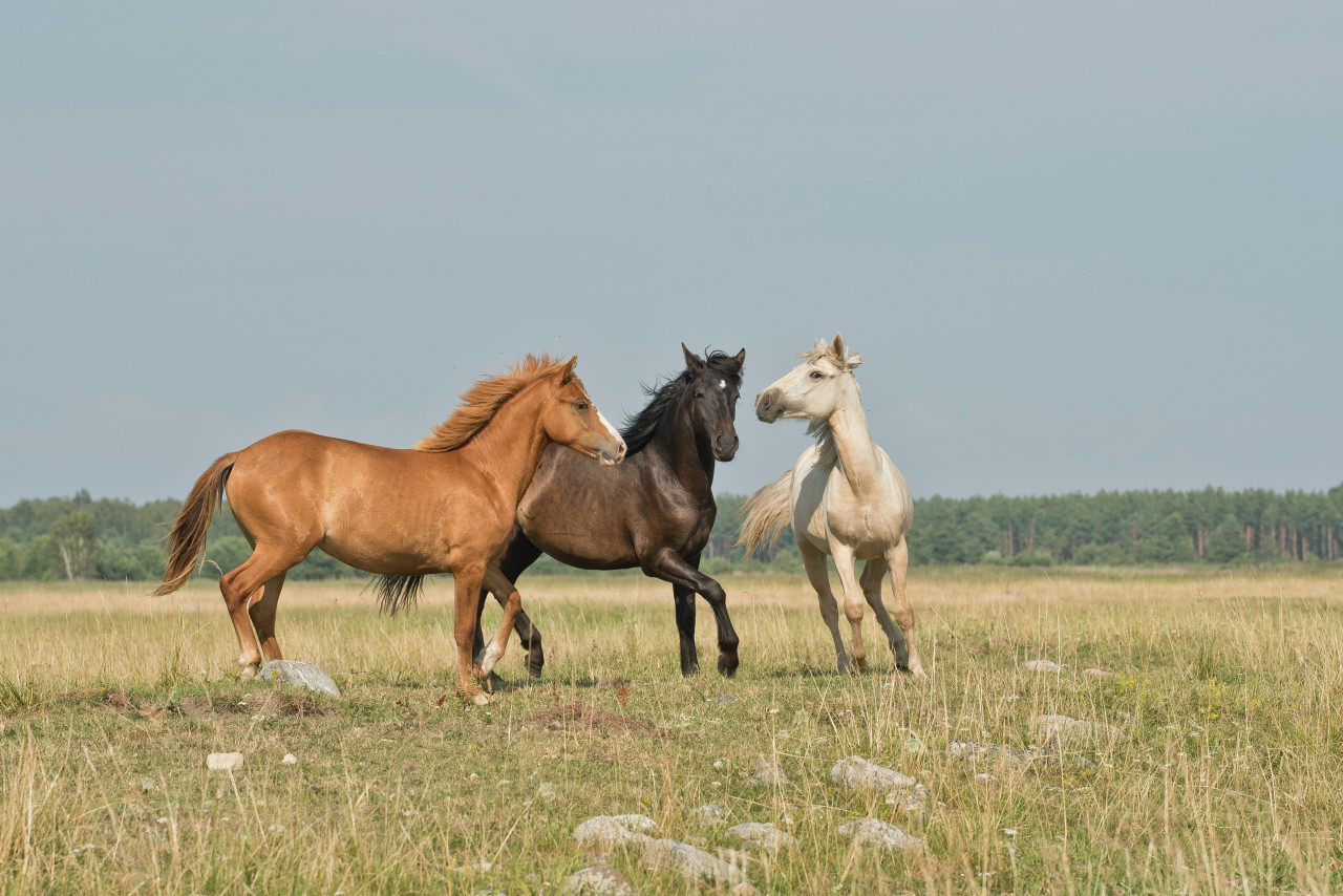 Caballos. Unsplash