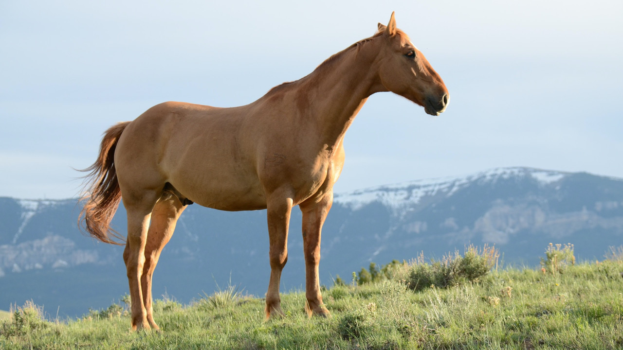 Caballos. Unsplash