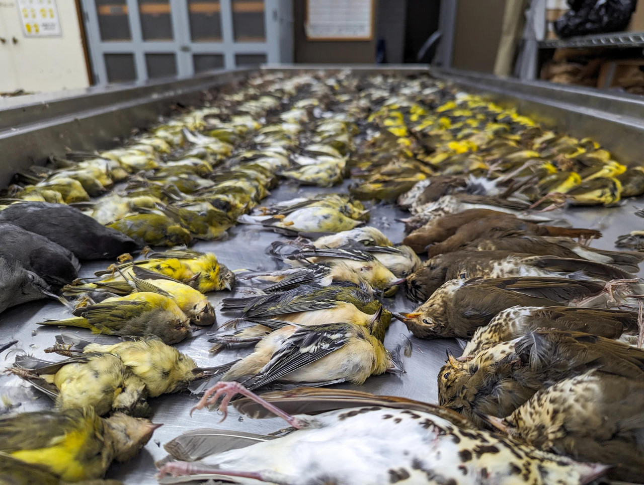 Reducir la contaminación lumínica es imprescindible para salvar a las aves migratorias. Foto EFE.