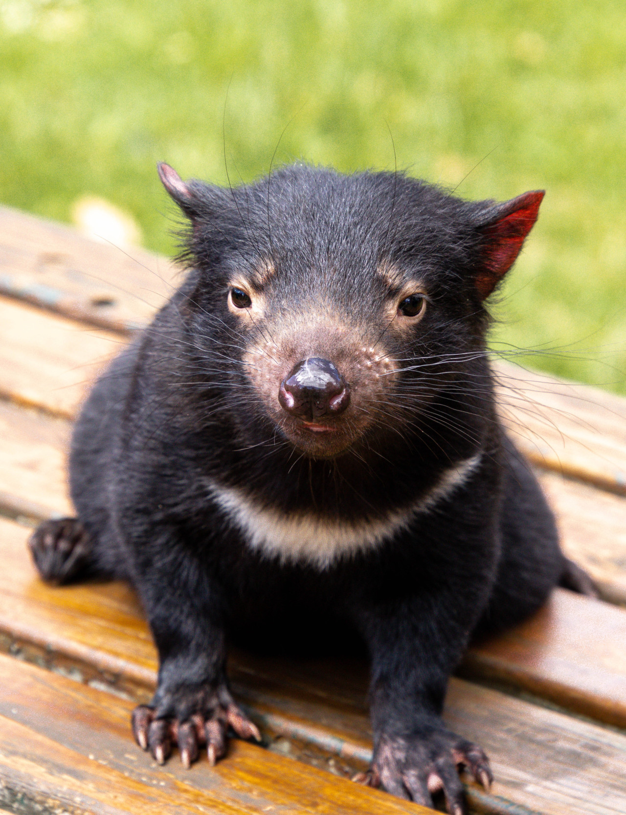 El demonio de Tasmania tiene al capacidad genética para atacar las células cancerígenas. Foto: Unsplash.