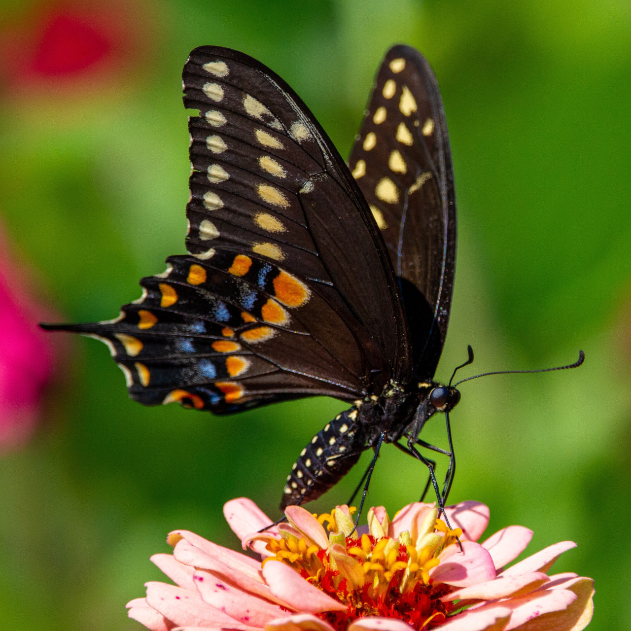 Mariposa negra. Foto: Unsplash.