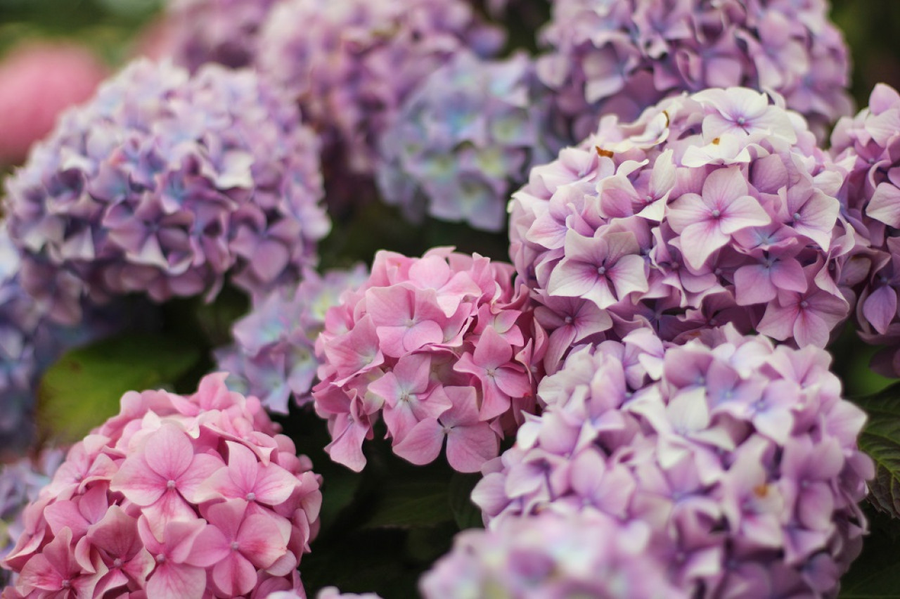 Hortensias. Foto: Unsplash.