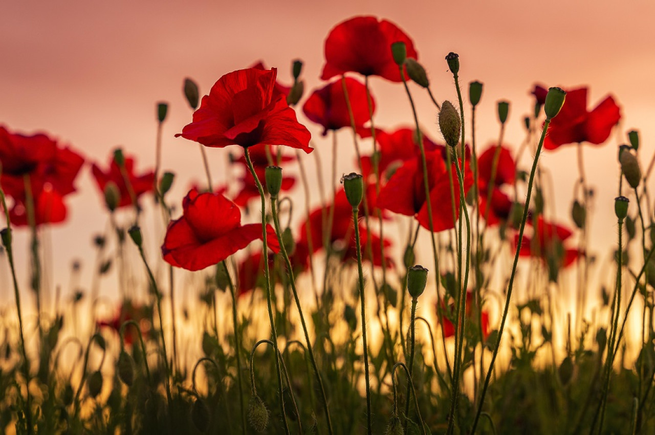 Amapolas. Foto: Unsplash.