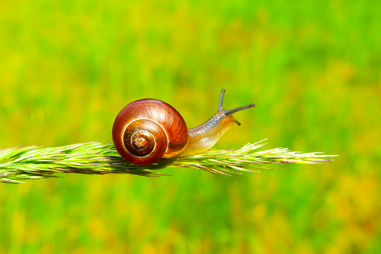 La velocidad a la que se mueven los caracoles. Foto Unsplash.