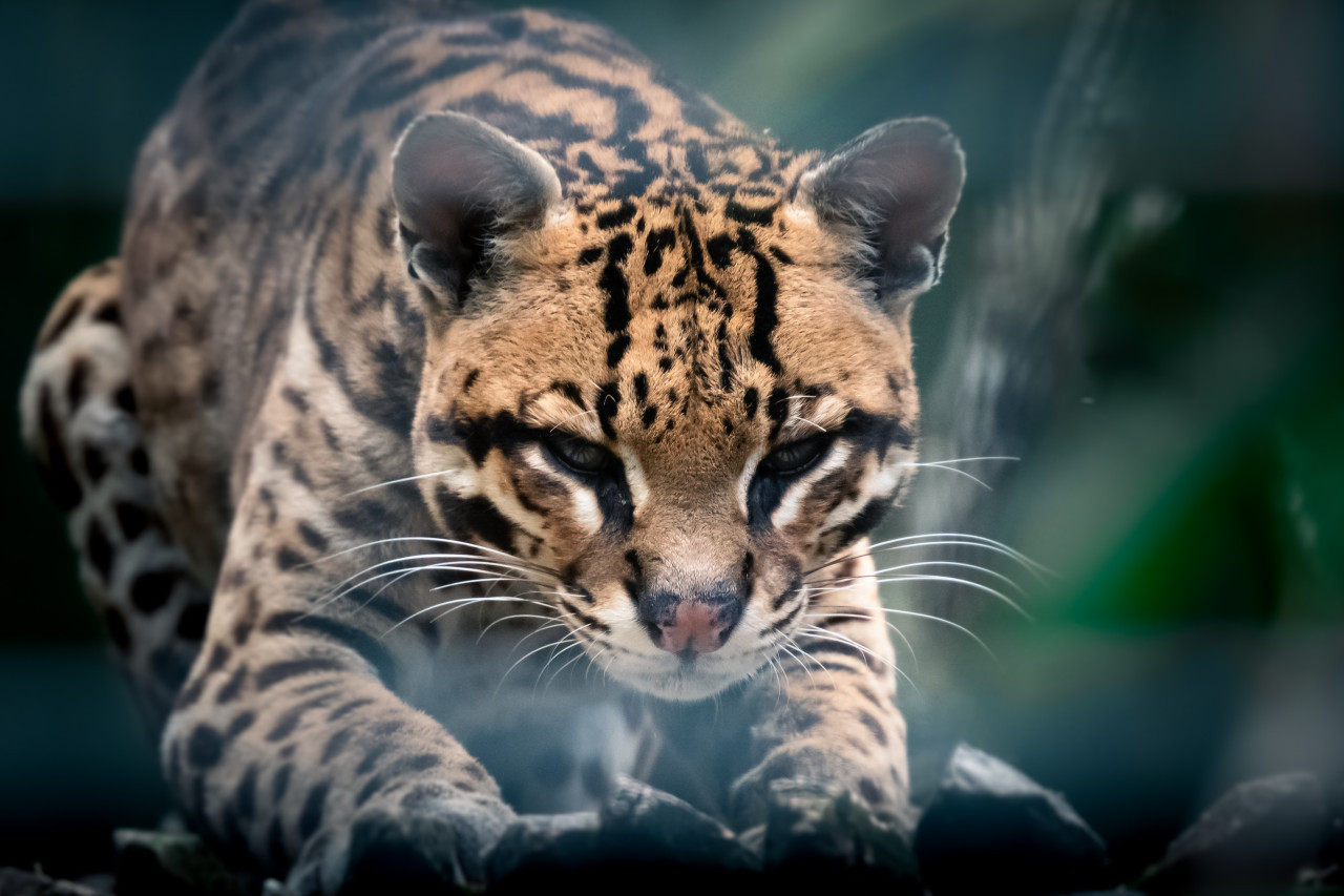 Ocelote. Foto Unsplash.