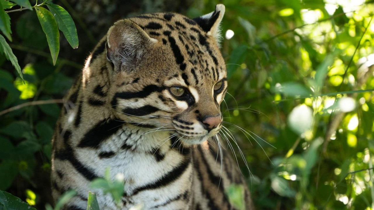 Ocelote. Foto Télam.