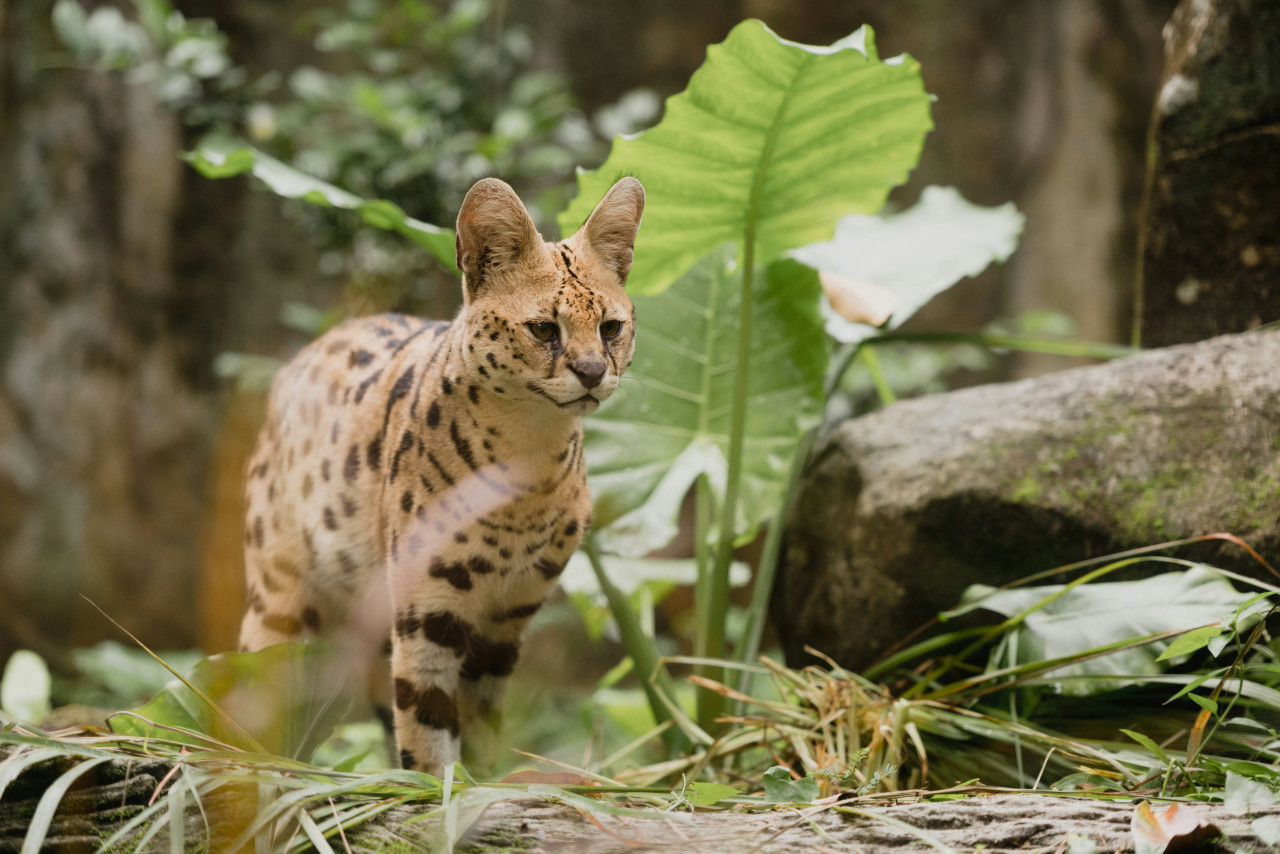 Características del ocelote. Foto Unsplash.