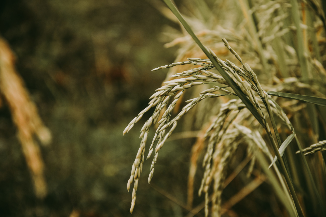 Plantación de arroz.  Foto: Unsplash.