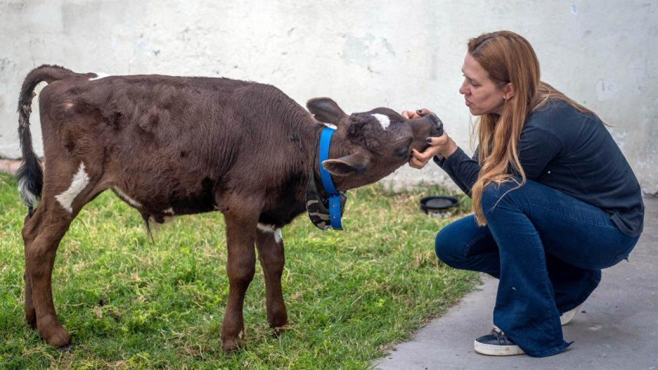 María Laura Golmar, la proteccionista de animales que rescató a Miph, junto a él. Foto: Télam.