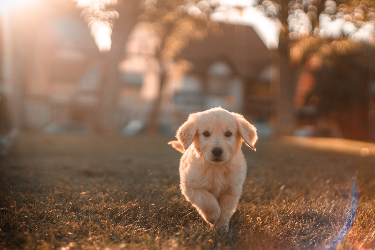 Perro. Foto: Unsplash