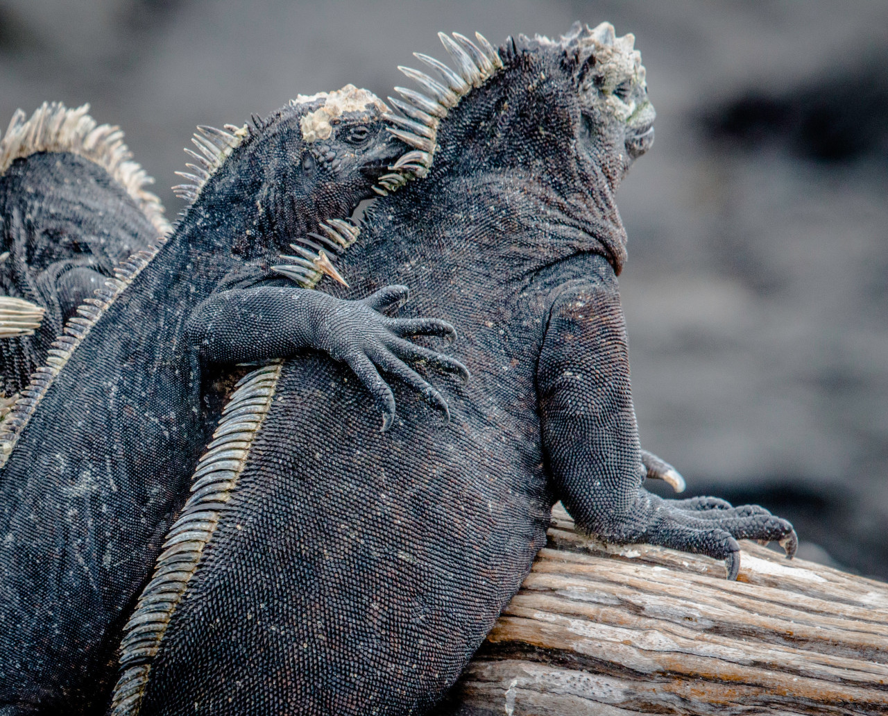 Islas Galápagos. Foto Unsplash.