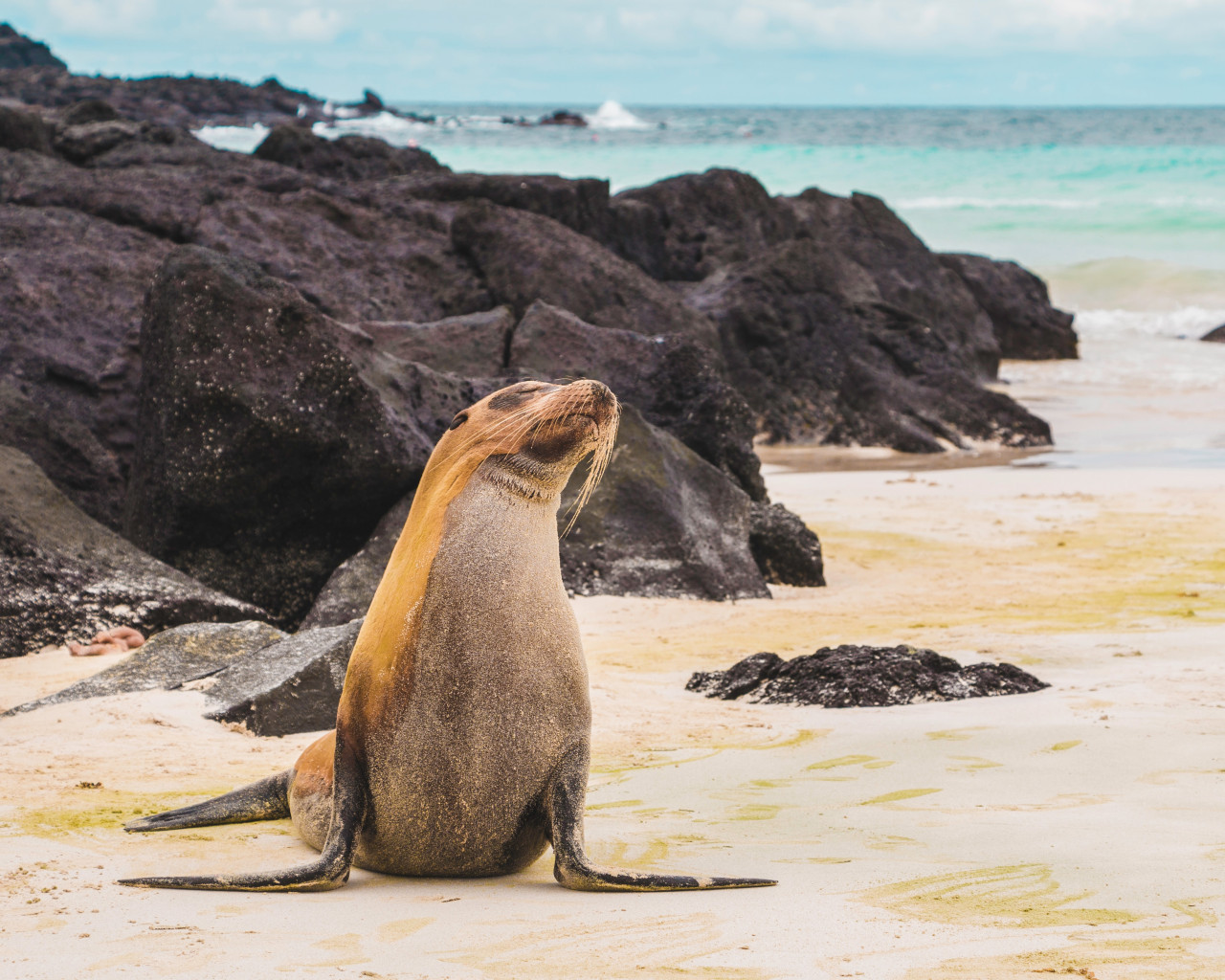 Islas Galápagos. Foto Unsplash.