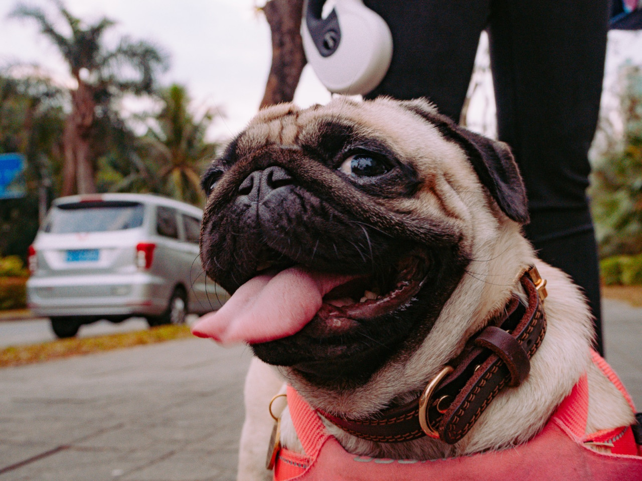 Perros, canes, mascotas. Foto: Unsplash