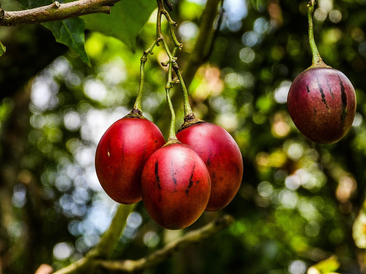 Tamarillo. Foto: Unsplash