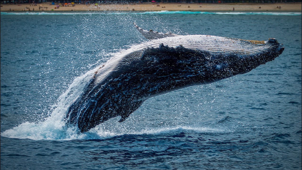 Ballena. Foto: Unsplash.