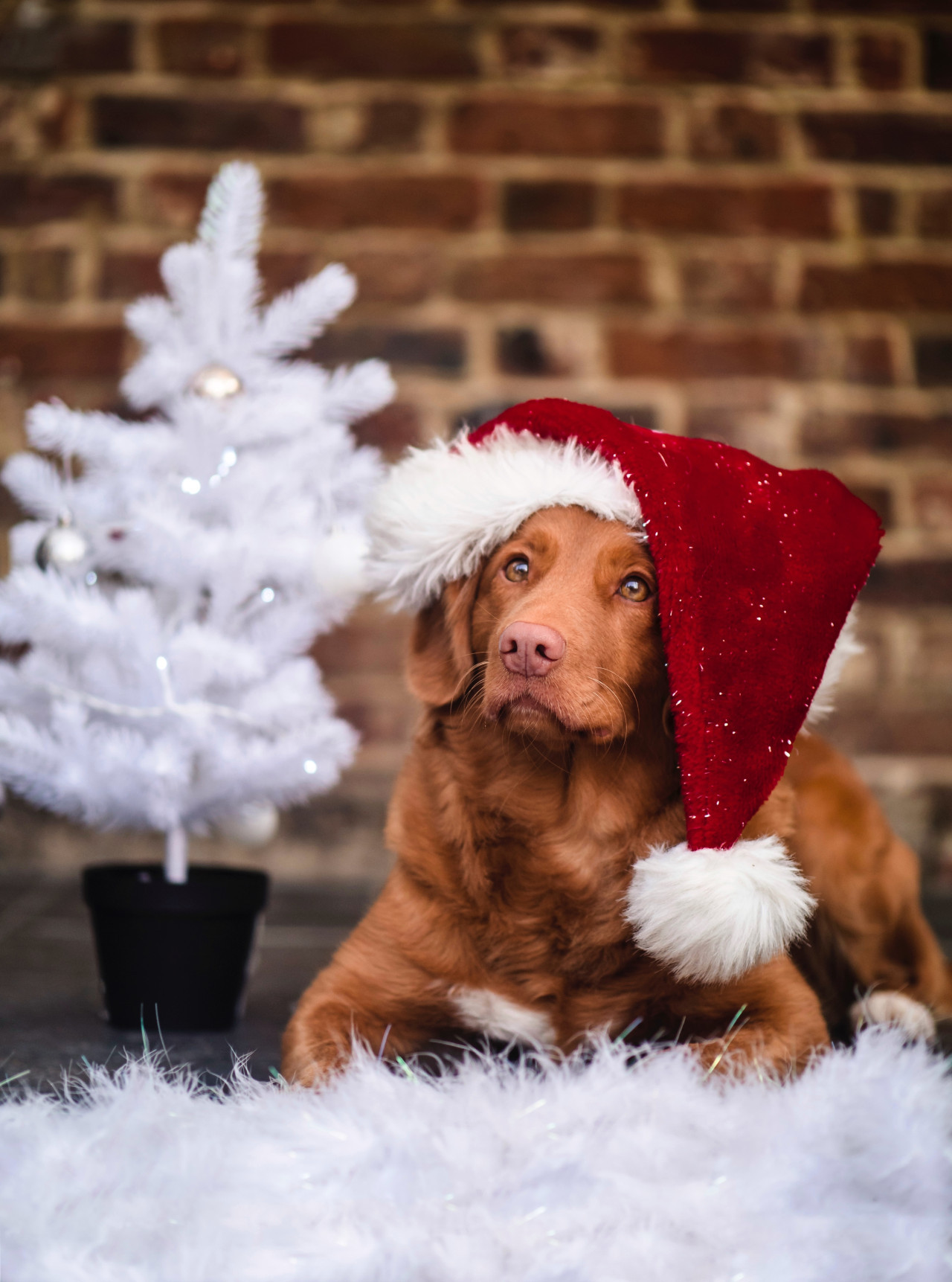 Perros navideños. Foto Unsplash.