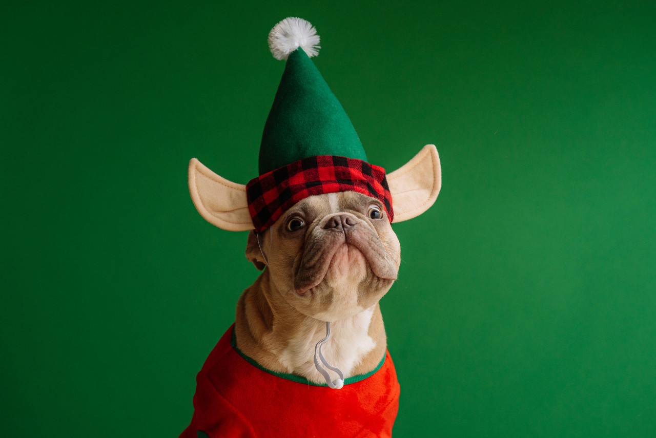 Perros navideños. Foto Unsplash.