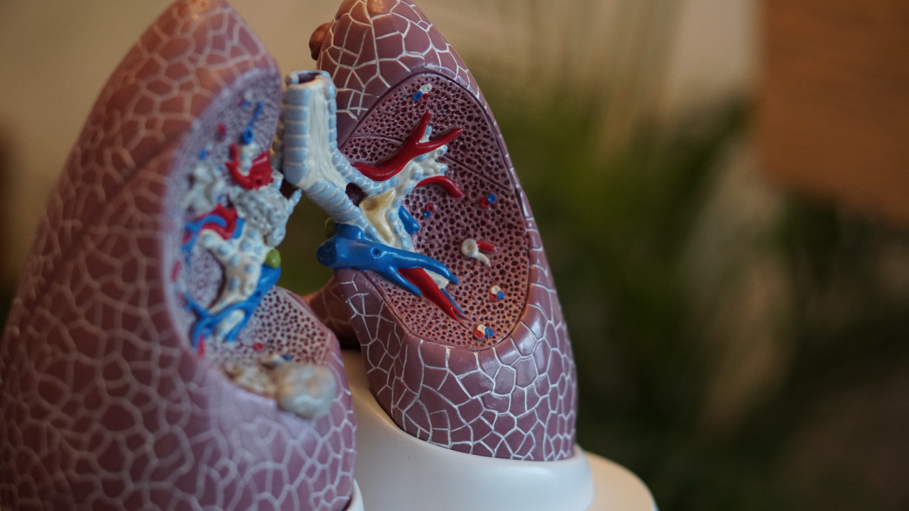 Pulmones, oxígeno. Foto: Unsplash