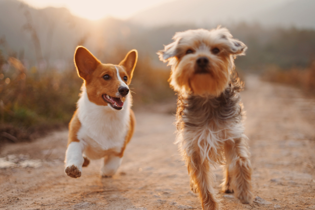 Perros. Foto: Unsplash