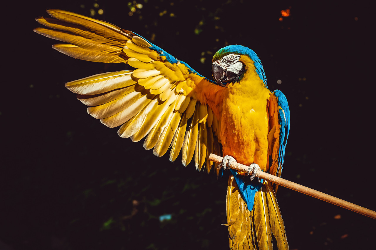 Loros. Foto: Unsplash.