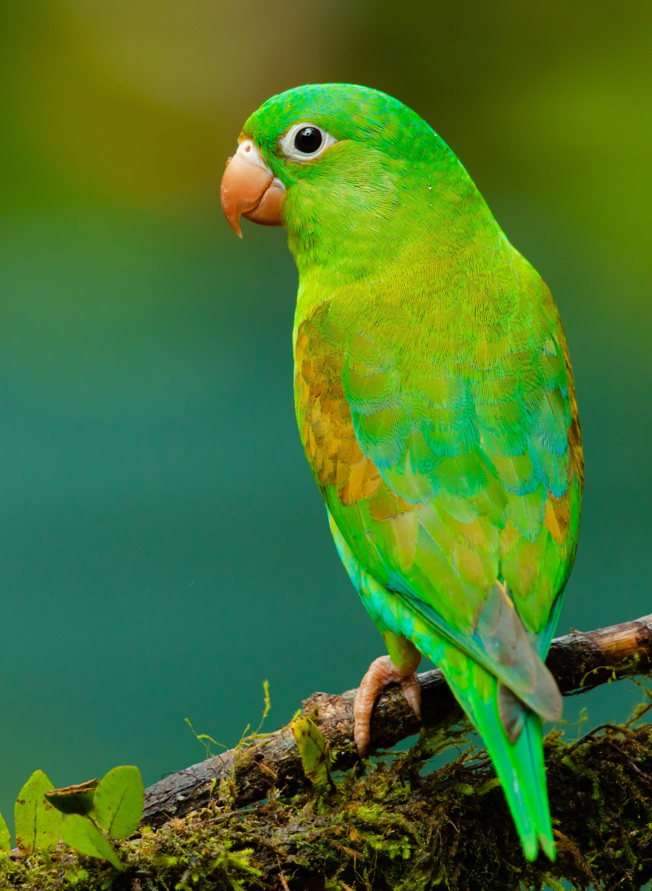 Loros. Foto: Unsplash.