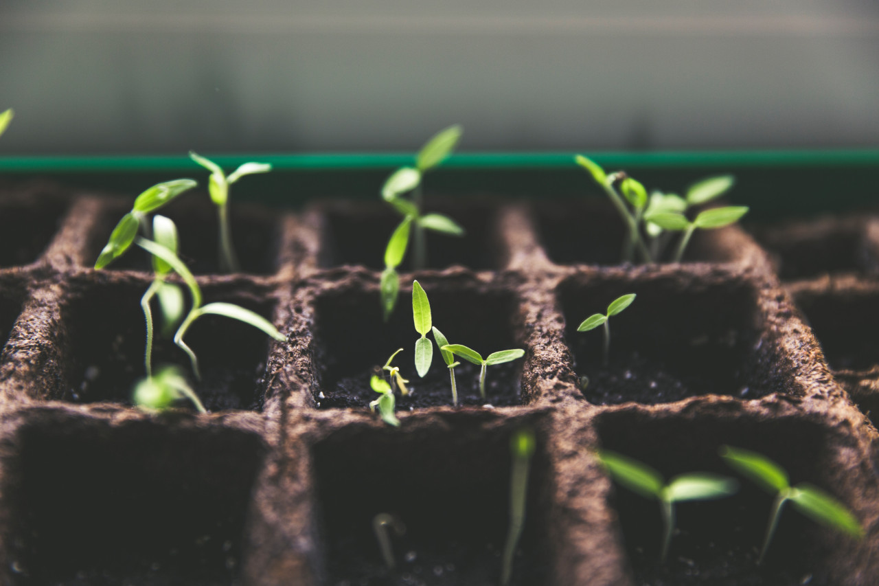 Plantas. Foto: Unsplash