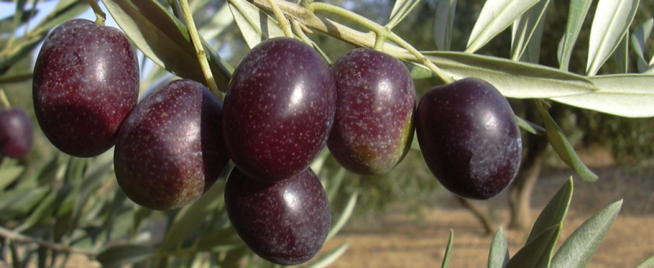 Aceitunas farga. Foto: Aceituna Guerra.