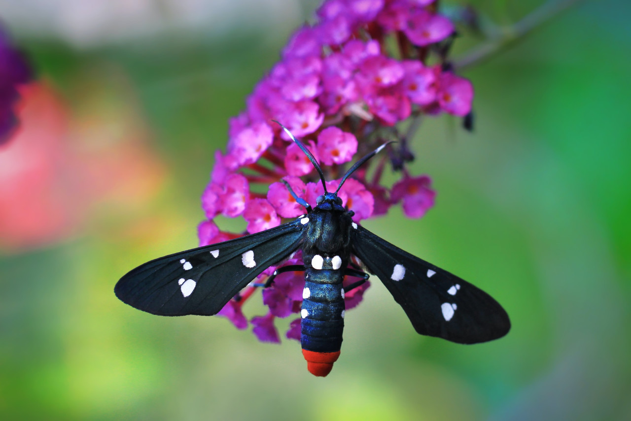 Insectos. Foto Unsplash.