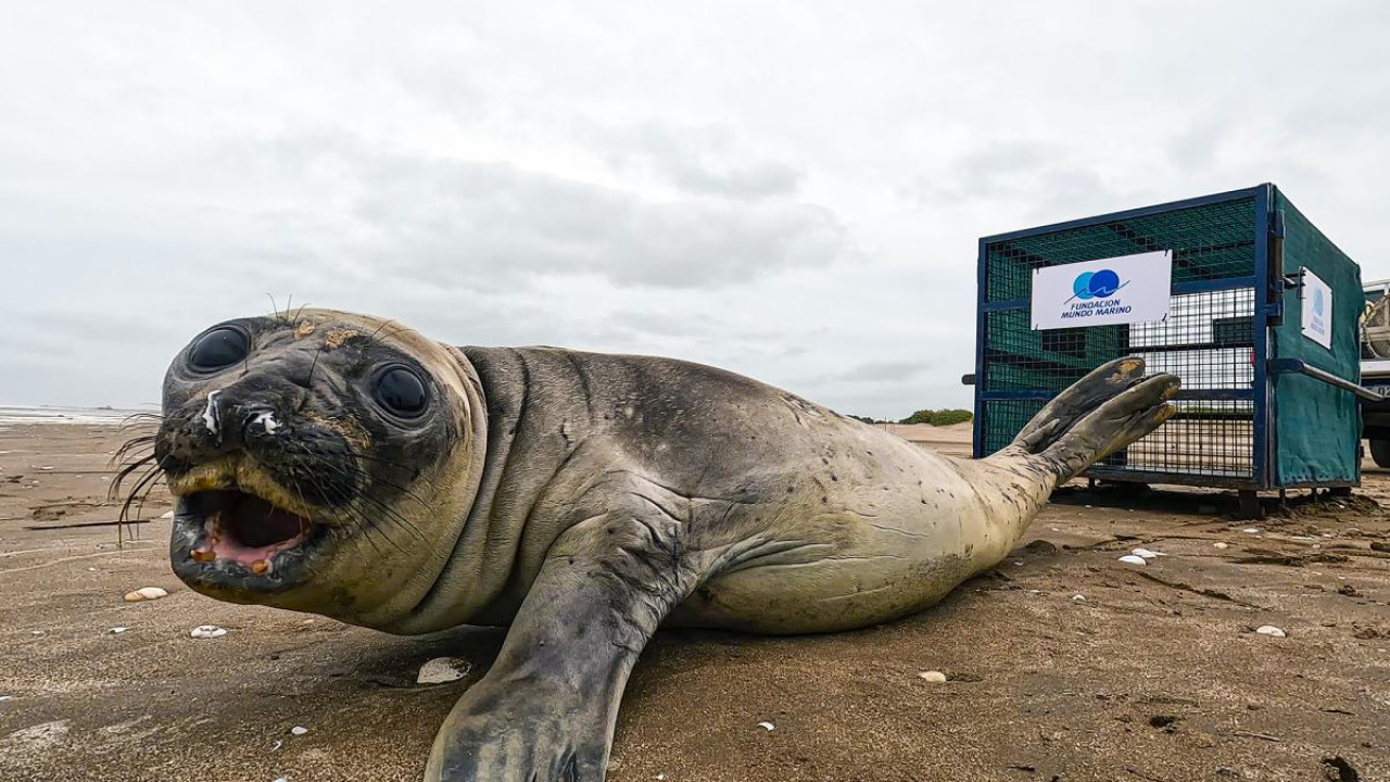 Un elefante marino rescatado en Costa Azul. Foto: Prensa Mundo Marino.