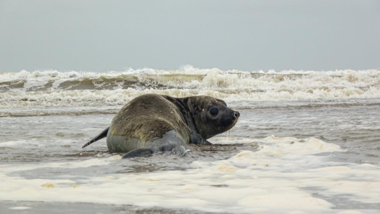 Tras permanecer cerca de dos semanas en el Centro de rescate, el animal fue devuelto al mar. Foto: Prensa Mundo Marino.