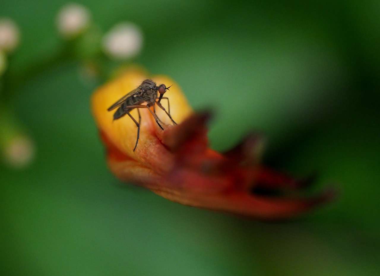 Mosquito. Foto: Unsplash.