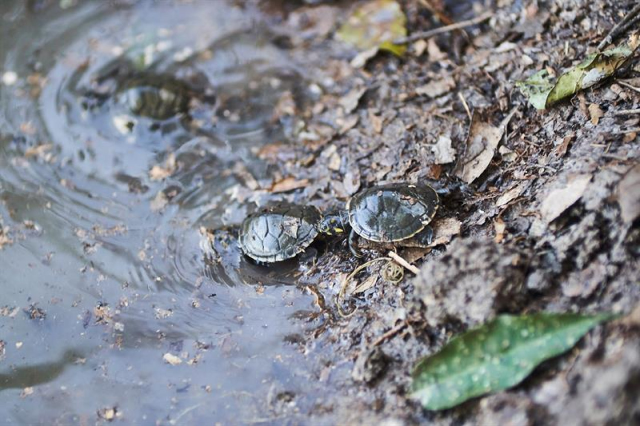 Tortugas del Amazonia. Foto: EFE