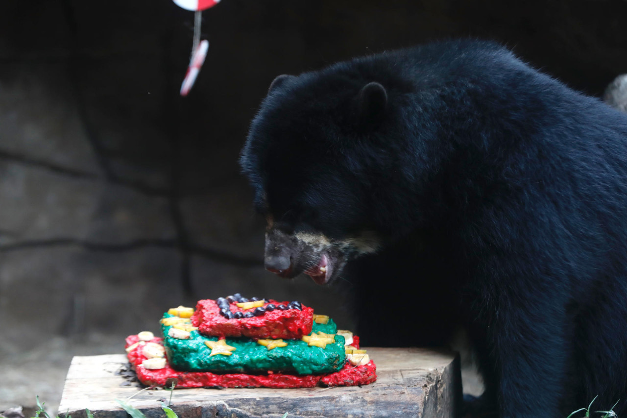 Animales del zoológico de Cali recibieron un delicioso banquete navideño. Foto: EFE