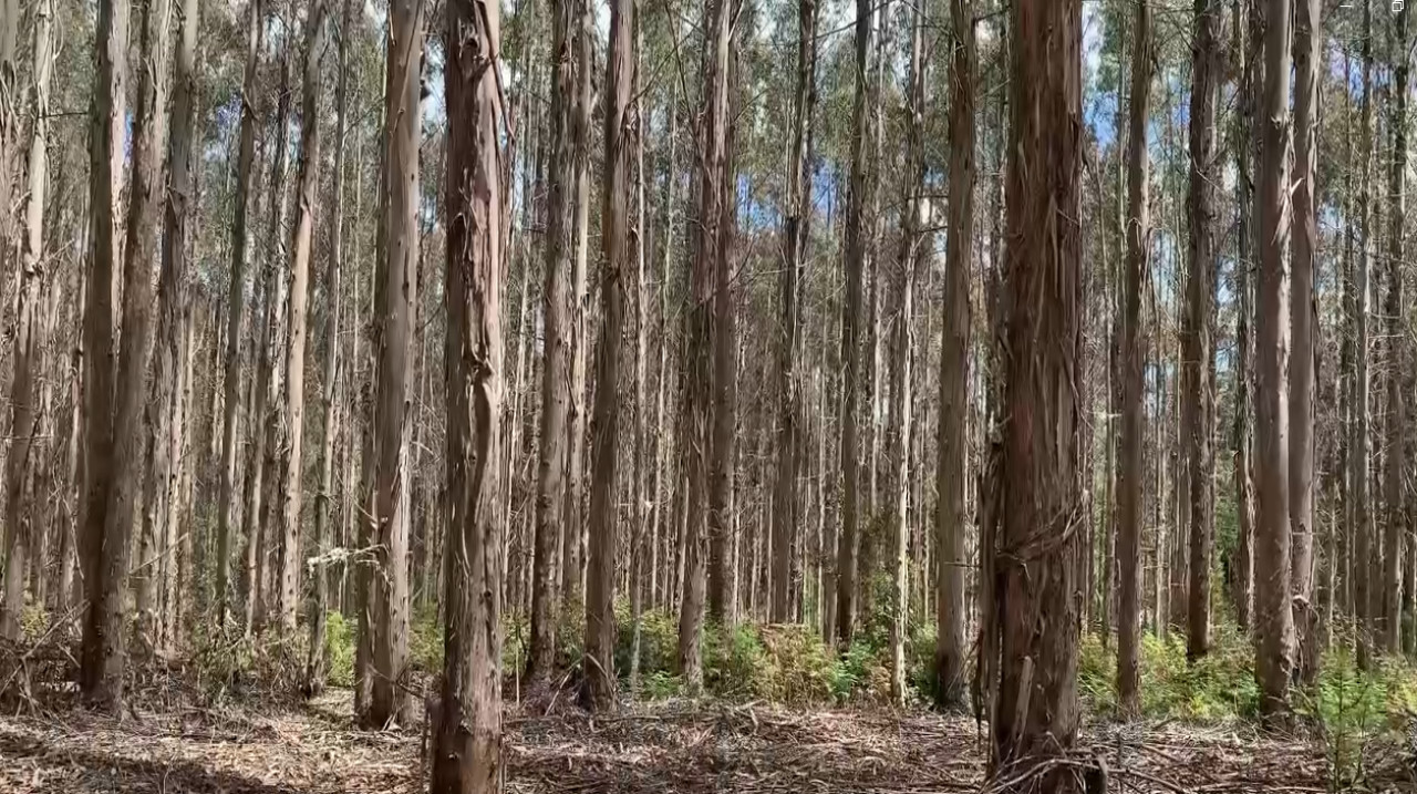 Tasmania, un paraíso verde. Foto: captura video EFE