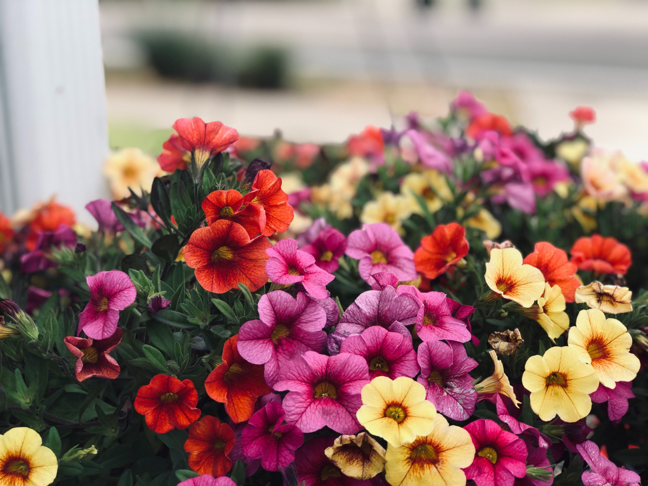 Petunias. Foto: Unsplash.