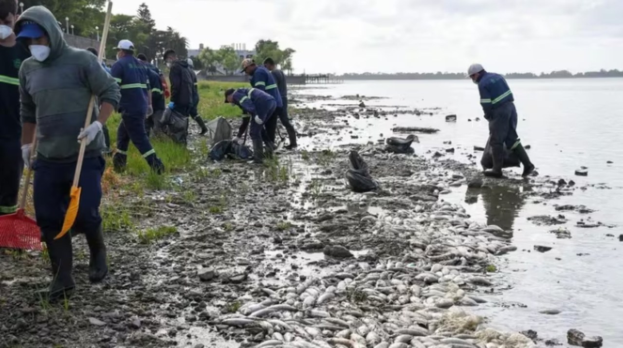 Aparecieron miles de peces muertos en Chascomús. Foto Municipalidad de Chascomús.