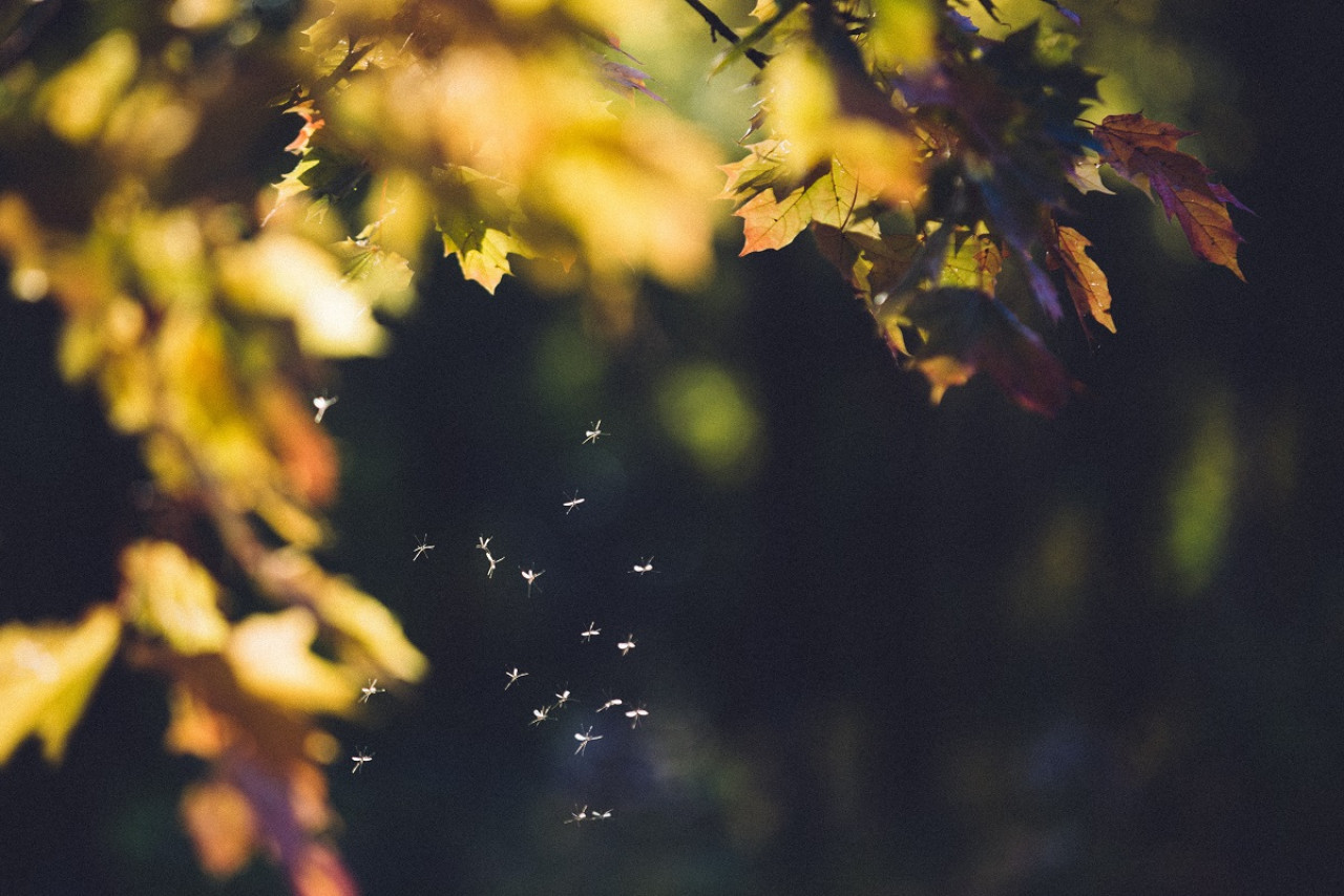 Ola de mosquitos en Argentina. Foto: Unsplash.