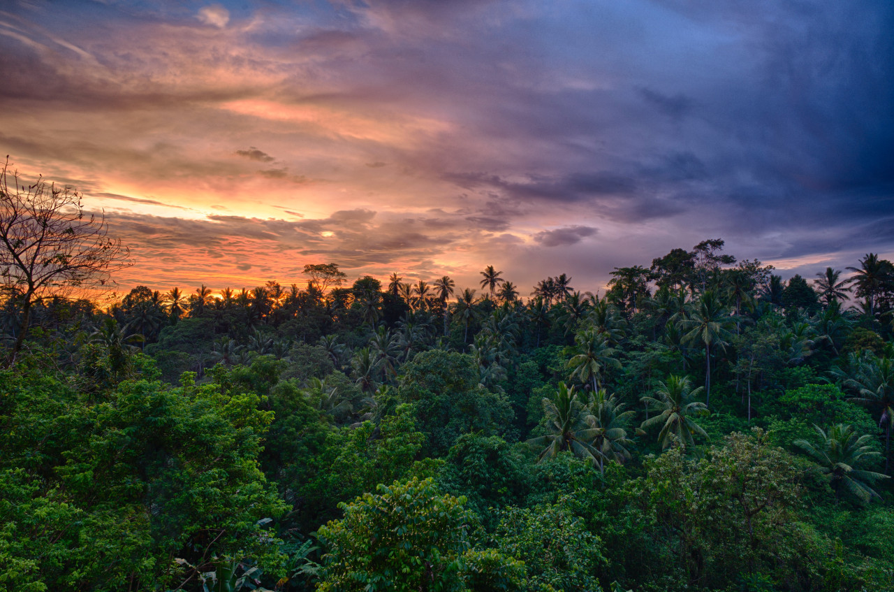 Selva amazónica. Foto Unsplash.