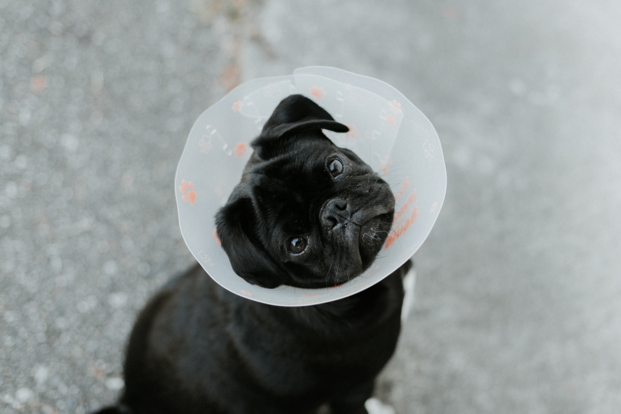 Perros. Foto: Unsplash