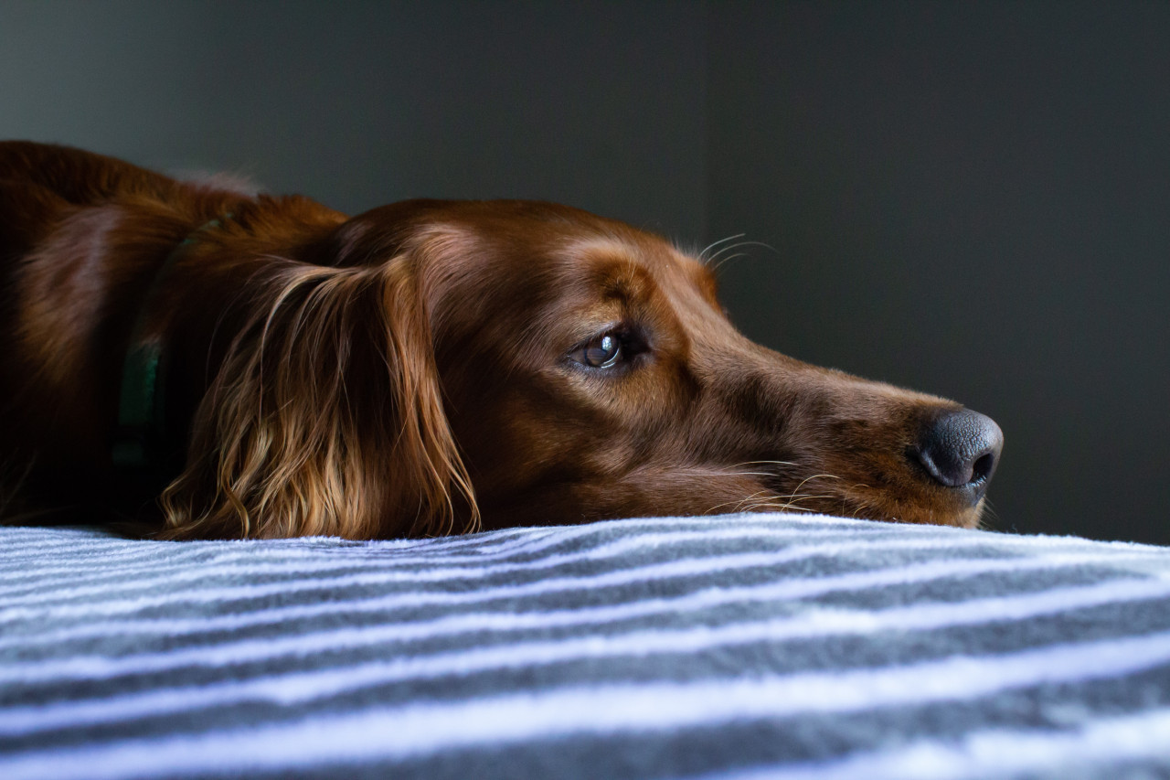 Perros. Foto: Unsplash