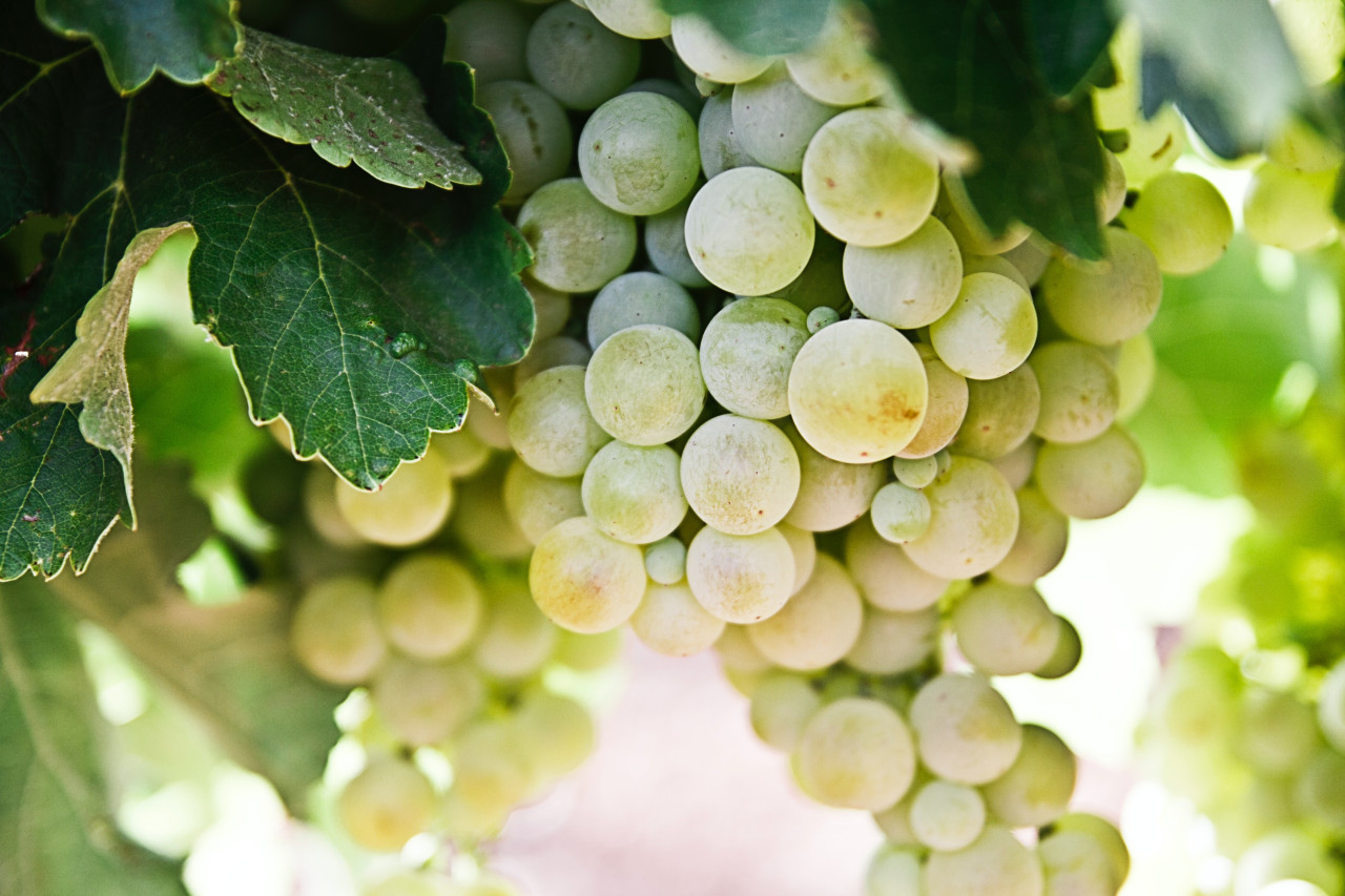 Uvas. Foto: Unsplash