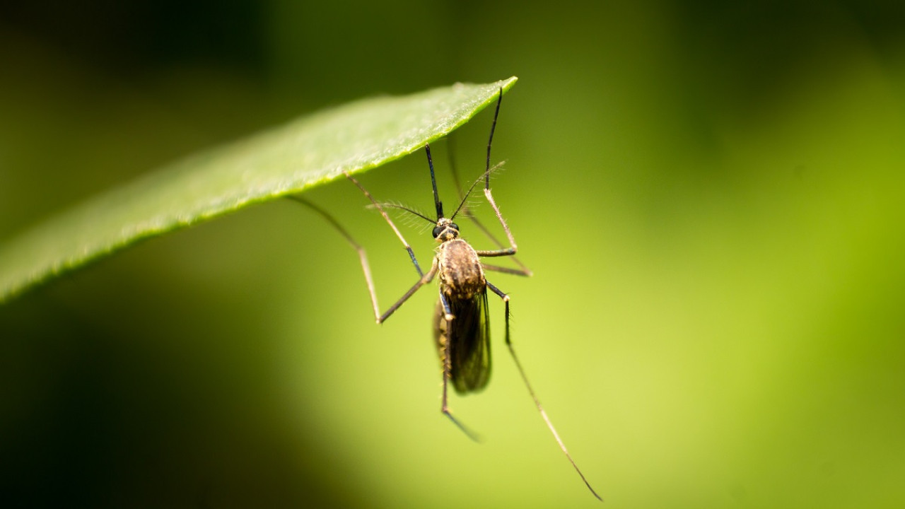 Mosquito. Foto: Unsplash.