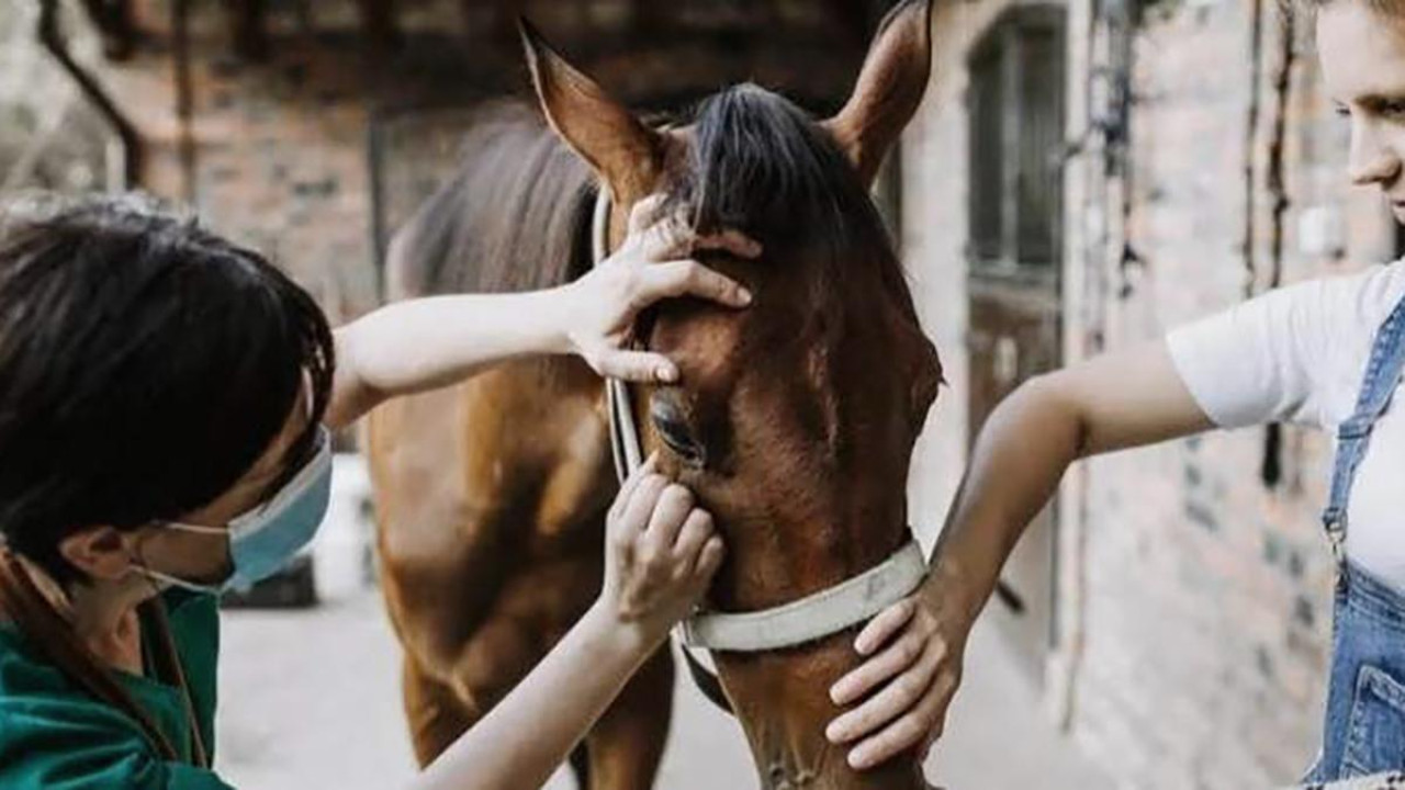 Encefalitis Equina. Foto: Télam