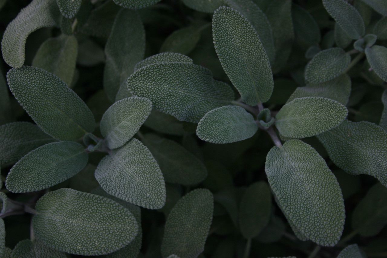 Planta de salvia. Foto: Unsplash.