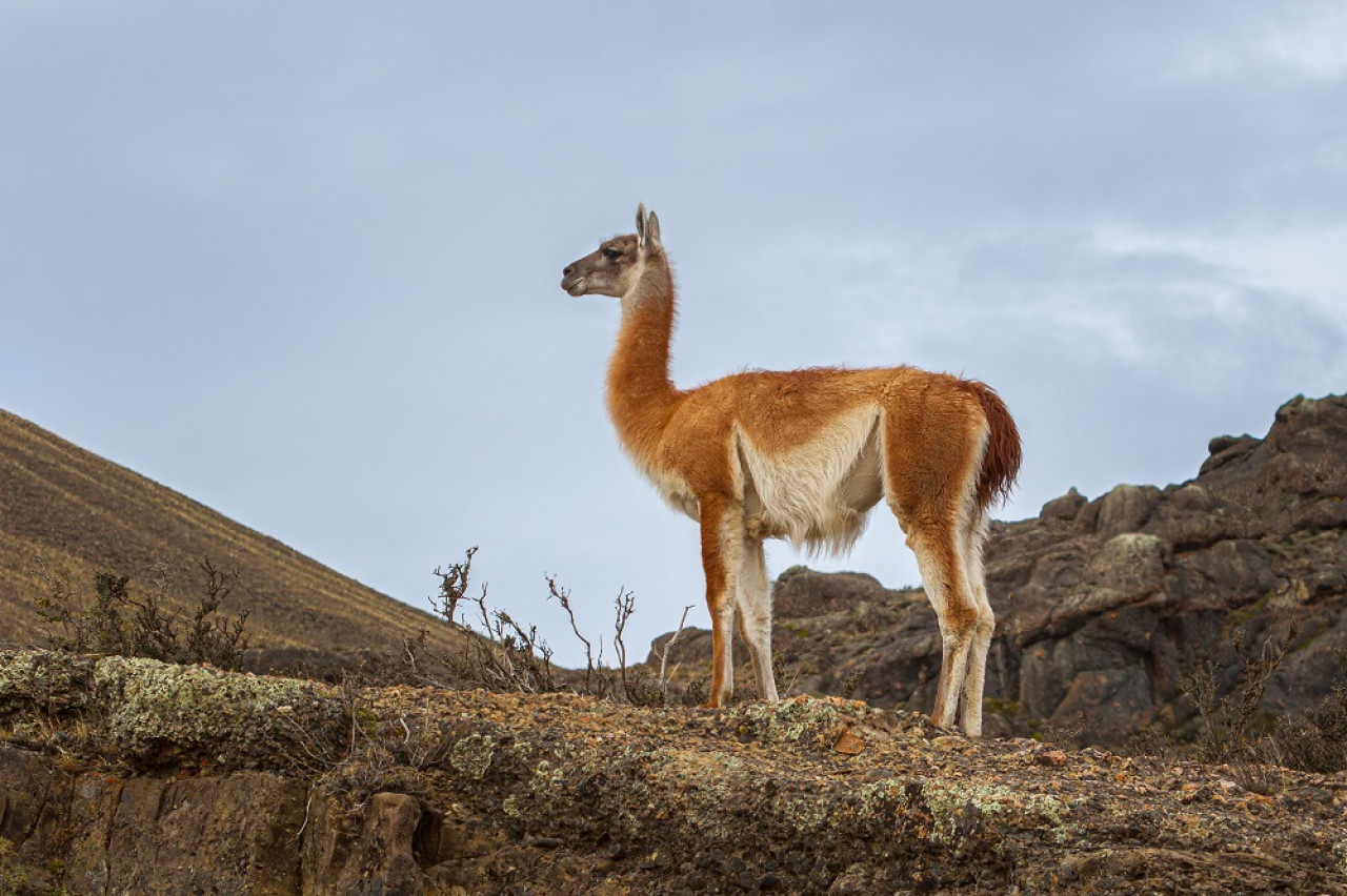 Guanaco. Foto: Unsplash.